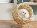 Aldi’s Cat Egg Chair sold out in minutes, proving how much we love to spoil our cats
