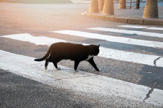 The law on reporting collisions varies depending on the animal involved