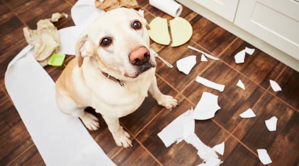 Here are some of the naughtiest dog breeds according to new research
