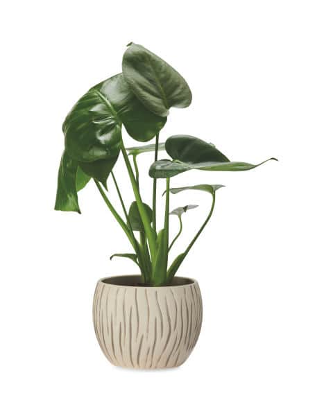 Monstera in Ceramic (Aldi)