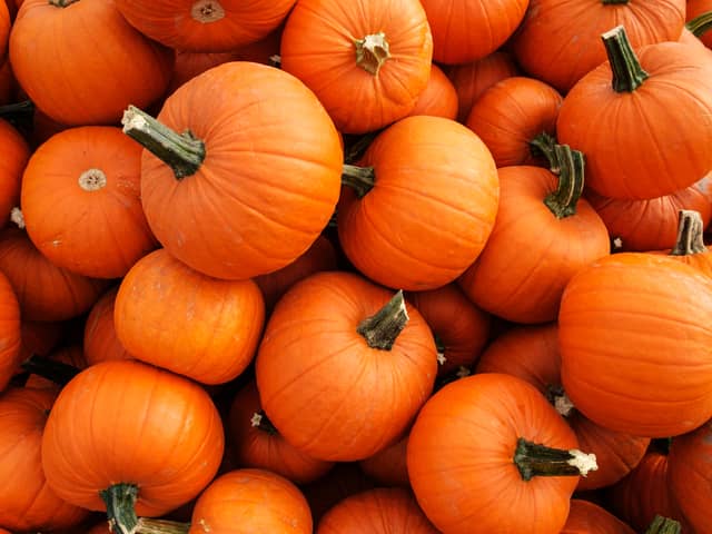 Recently harvested orange pumpkins