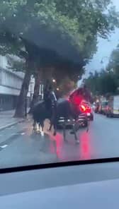 Screen grabs showing the bizarre moment three horses galloped through traffic - in the middle of London. 