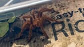 Despite being petrified of spiders, mum-of-two Sarah gave the curled up creature (pictured) a nudge and was left stunned when it began to move. She then bravely managed to scoop up the tarantula into a box and moved it into her kitchen.