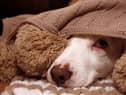 Bonfire night can be a stressful time for pets