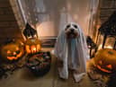 Vets are warning dog owners not to dress up their pets