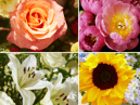 Bloom and Wild floral experts have revealed the most popular flowers to get as tattoos