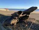 The auroch skull that Dannielle Keys found on Blyth Beach.  A walker has discovered an 'almost complete' skull of an ancestor to today's domesticated cows on the town's beach
