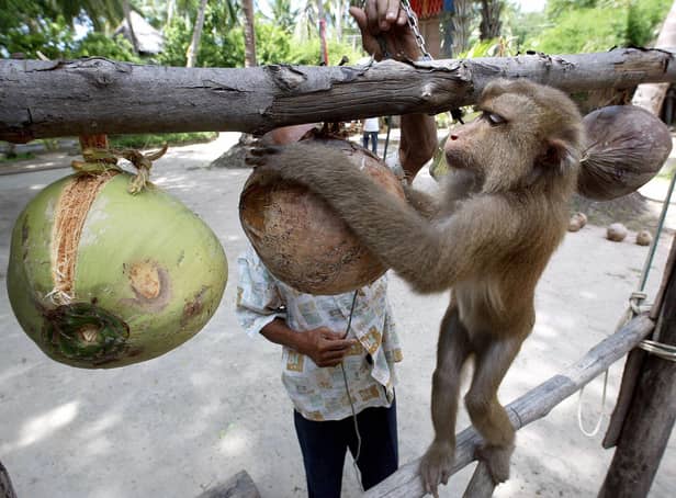 <p>A Thai monkey trainer works with a monkey showing it how to collect coconuts at the Samui Monkey Center on Samui island</p>