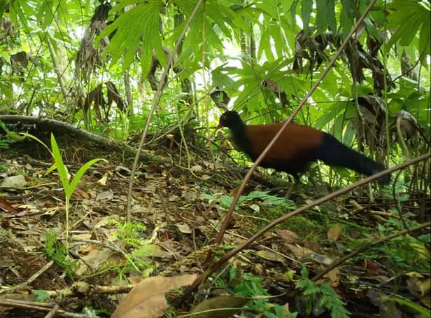 <p>A bird thought to have disappeared from scientific study for 140 years has been rediscovered in Fergusson, Papua New Guinea</p>