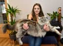 Murphy the Maine Coon keeps being mistaken for a dog or a lion