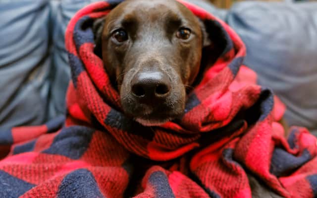 Keeping pets warm will be an important task for owners this winter