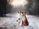 Here’s how you can keep your beloved pet pooch warm and healthy during winter. 