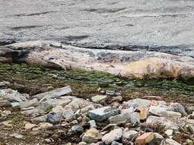 A dead 12ft whale was washed up on the banks of a British river last week.