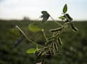 Researchers say the UK should swap to bread made out of legumes.