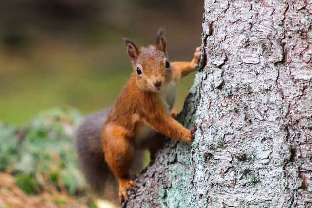 red squirrels still lay claim to parts of the UK but have retreated to more remote areas to avoid conflict with the Eastern Grey Squirrel.