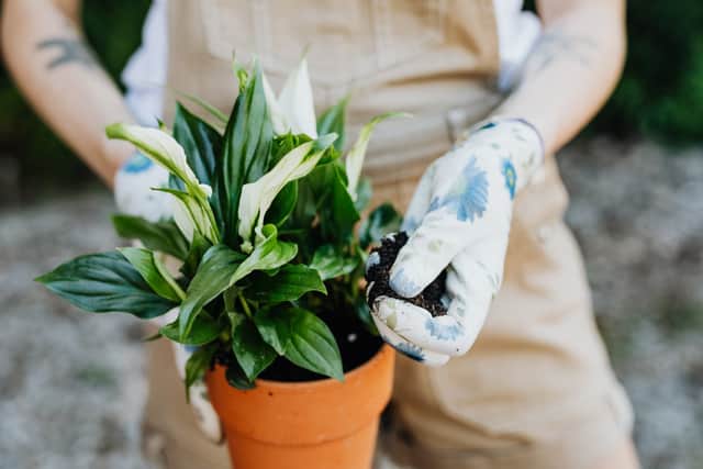 Retailing at around £40, the Peace Lily is a little pricey but may prove a worthy investment for many during the cost of living crisis.