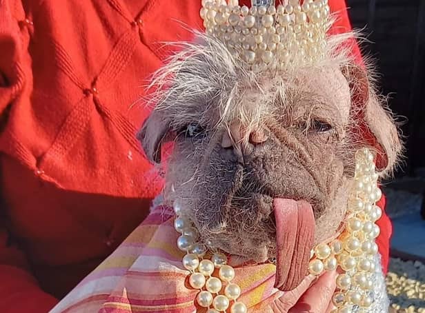 <p>Peggy the pug, from East Yorkshire, has been named UK’s ugliest dog.</p>