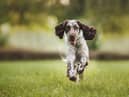 An English Springer Spaniel