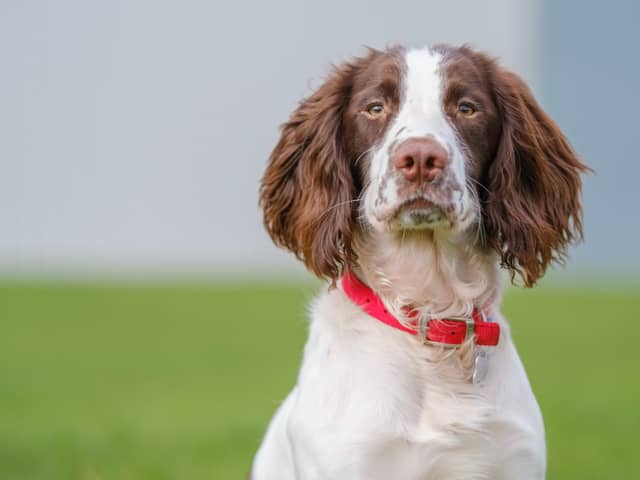 English Springer Spaniel 