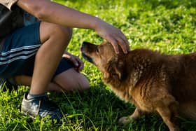 A dog groomer says owners should “set boundaries” with their pets to help keep their children and family safe. Stephanie Zikmann, 31, said that the rise in dog attacks has left her “fearful” and she wants to educate people on how to safely interact with their pets.