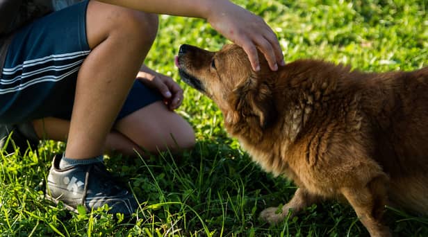 A dog groomer says owners should “set boundaries” with their pets to help keep their children and family safe. Stephanie Zikmann, 31, said that the rise in dog attacks has left her “fearful” and she wants to educate people on how to safely interact with their pets.