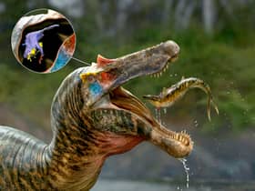 The brains of spinosaurs, the biggest meat-eater to ever exist on our planet, have been unveiled by a group of UK and US scientists.