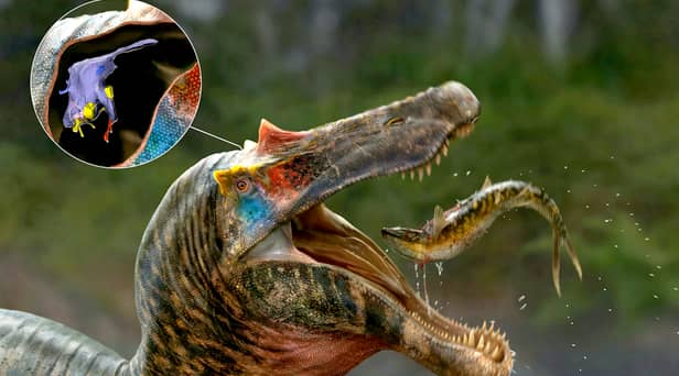 The brains of spinosaurs, the biggest meat-eater to ever exist on our planet, have been unveiled by a group of UK and US scientists.