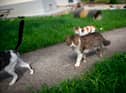Microchipping your pet cat will become compulsory from next year.