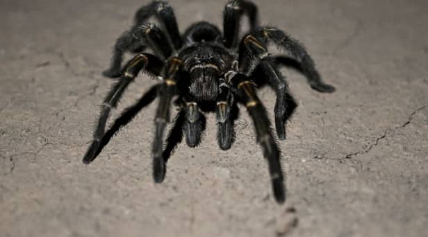 Arachnaphobes can face their fears with London Zoo’s Friendly Spider Programme