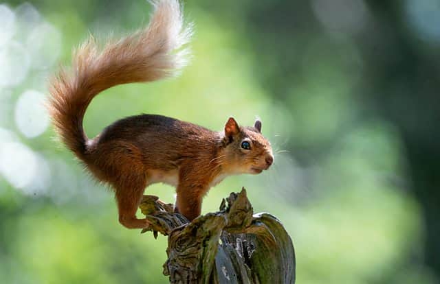 Red squirrels