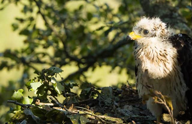 Honey buzzard
