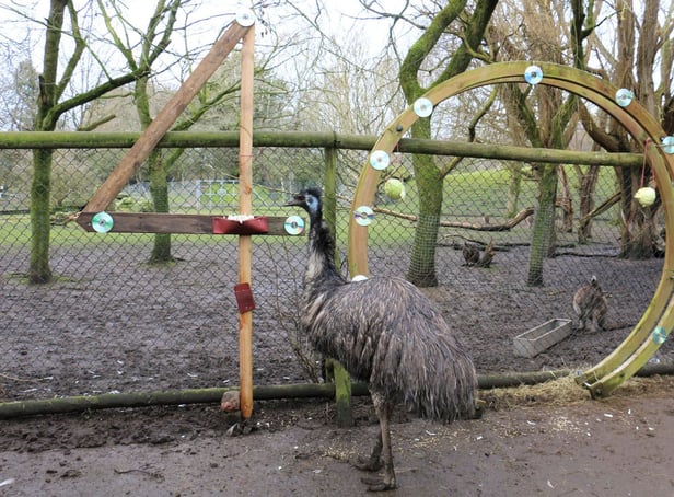 <p>Ollie the emu turned 40 on Monday March 20, making him one of the oldest of his kind.</p>