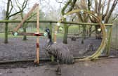 Ollie the emu turned 40 on Monday March 20, making him one of the oldest of his kind.