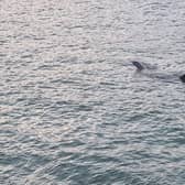 Huge shark spotted off coast of St Ives in Cornwall: Footage captures basking shark ‘longer than some boats’