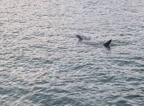 Huge shark spotted off coast of St Ives in Cornwall: Footage captures basking shark ‘longer than some boats’
