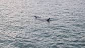Huge shark spotted off coast of St Ives in Cornwall: Footage captures basking shark ‘longer than some boats’