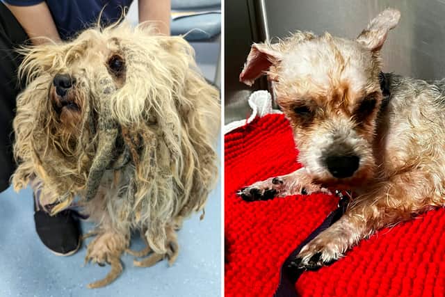 Before and after pictures of a dog who had been treated badly and had bad matting and dreading of his fur.