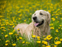 Dog tick season 2023: How to check your dog for ticks, best way to remove them and what kills ticks on dogs