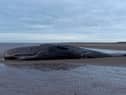A marine life charity received calls about a stranded sperm whale (not pictured) on a beach at Cleethorpes at around noon on Good Friday. 