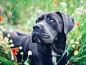 Cane Corso