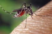 Scientists fear UK outbreak after British woman infected with virus following trip to France