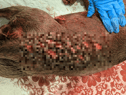 The RSPCA is looking for a man who handed a dead dog with multiple stab wounds into the vets in March. (SWNS)