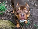 The RSPCA is urging the UK Government to keep its promise to ban imports into the UK of dogs with cropped ears