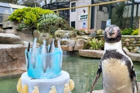 Spneb, BritainÕs oldest penguin, celebrates her 35th birthday with a fish themed cake at Paradise Park, Cornwall (SWNS) 