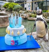 Spneb, BritainÕs oldest penguin, celebrates her 35th birthday with a fish themed cake at Paradise Park, Cornwall (SWNS) 