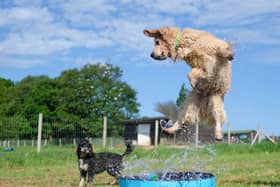 Rex and Daisy cool off in the pool at doggy day care Bruce's (photo: Bruce's)