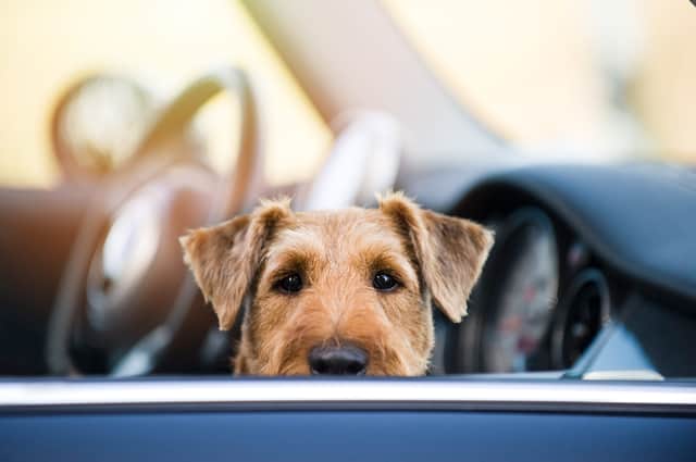 Motorists are reminded to keep an extra eye on their pets as temperatures rise (photo: Adobe)