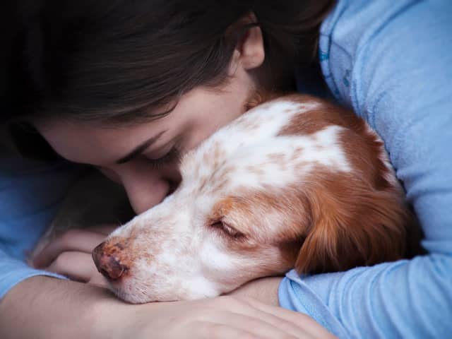 Our pets can  be affected by stress and anxiety (photo: Adobe)