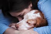 Our pets can  be affected by stress and anxiety (photo: Adobe)
