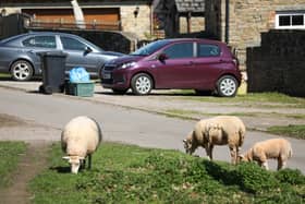 Residents claim the sheep are invading their properties